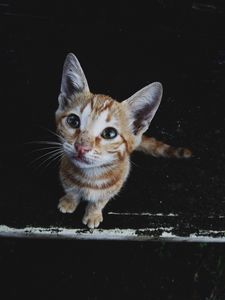 Превью обои котенок, морда, полосатый, уличный