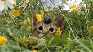 Превью обои котенок, морда, трава, цветы