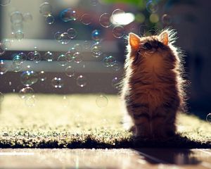 Превью обои котенок, мыльные пузыри, пушистый, блики, свет