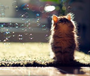 Превью обои котенок, мыльные пузыри, пушистый, блики, свет
