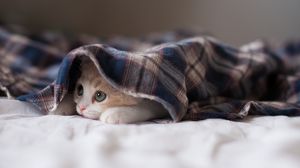 Превью обои котенок, одеяло, лежать, прятаться