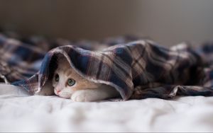 Превью обои котенок, одеяло, лежать, прятаться