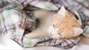 Превью обои котенок, одеяло, лежать, сон, пятнистый