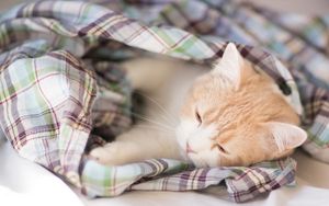 Превью обои котенок, одеяло, лежать, сон, пятнистый