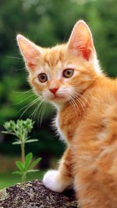 Превью обои котенок, оглядываться, трава, полосатый