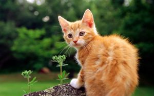 Превью обои котенок, оглядываться, трава, полосатый