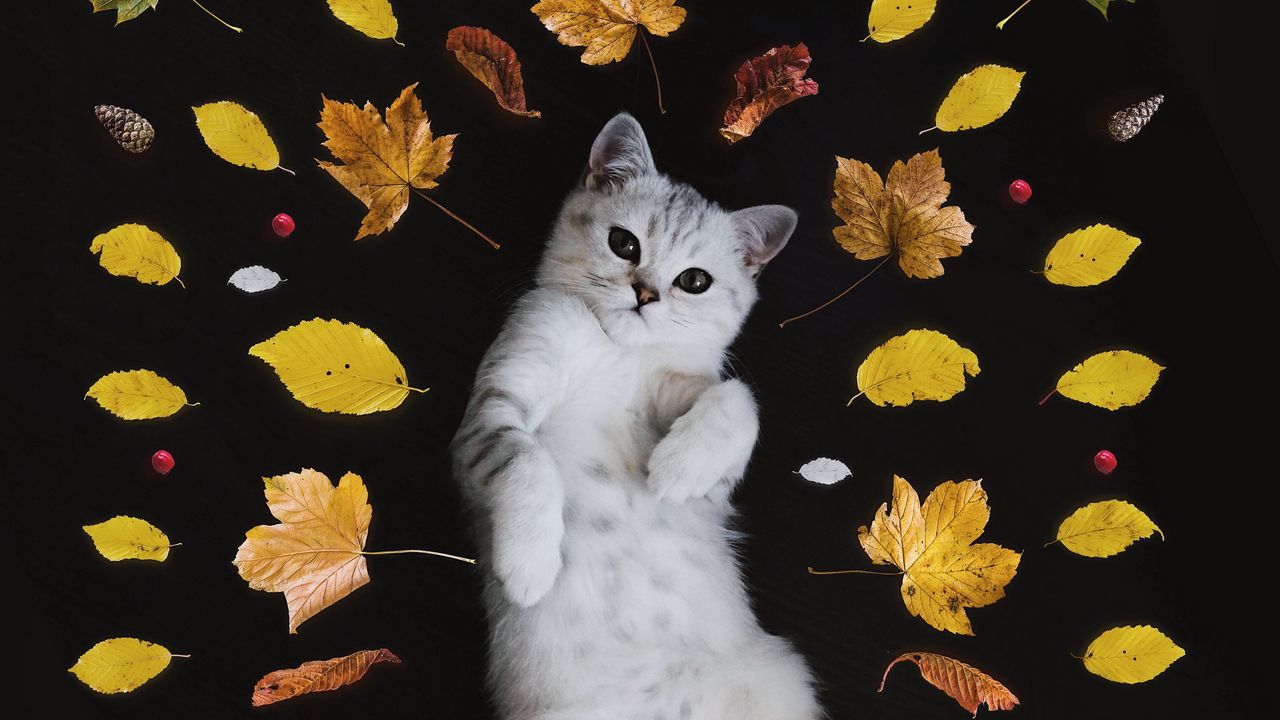 Обои котенок, осень, листва, милый