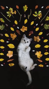 Превью обои котенок, осень, листва, милый