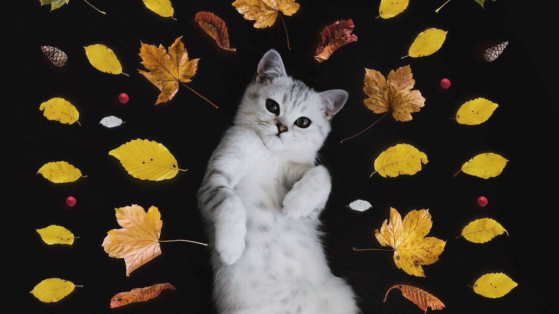 Осень Эстетика кот