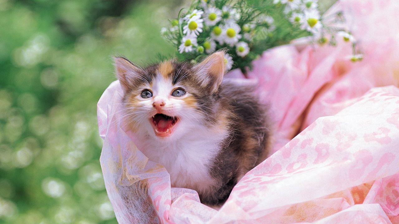 Обои котенок, пятнистый, фон, цветы, малыш