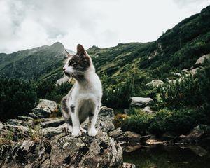 Превью обои котенок, питомец, скалы, горы, небо