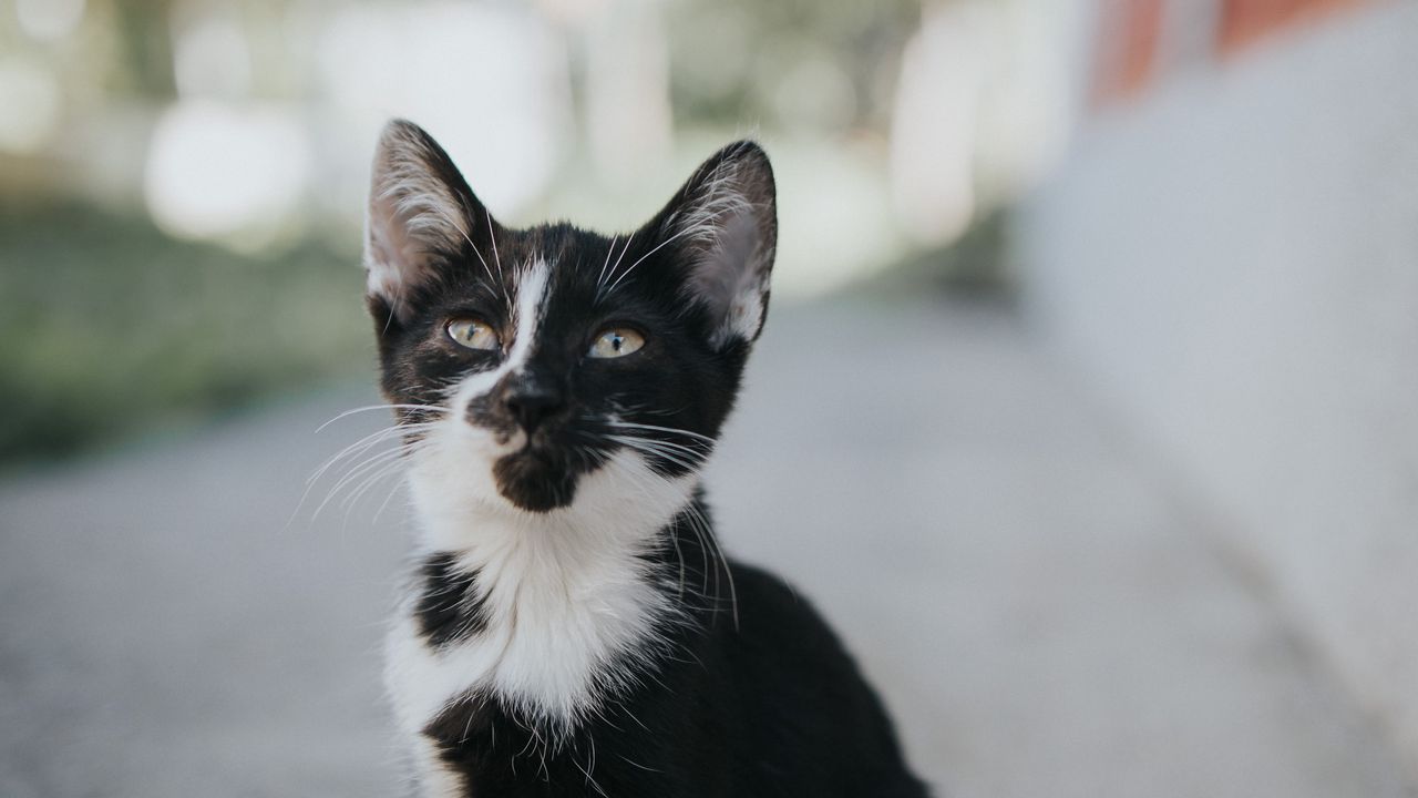 Обои котенок, питомец, взгляд, милый