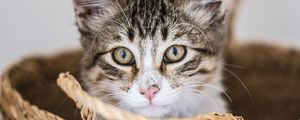 Превью обои котенок, питомец, взгляд, корзинка