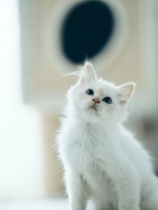Превью обои котенок, питомец, взгляд, белый, милый, пушистый
