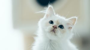 Превью обои котенок, питомец, взгляд, белый, милый, пушистый