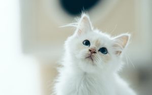 Превью обои котенок, питомец, взгляд, белый, милый, пушистый