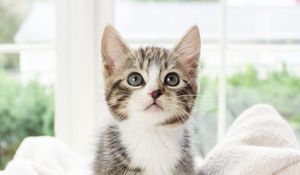 Превью обои котенок, питомец, взгляд, милый, пушистый