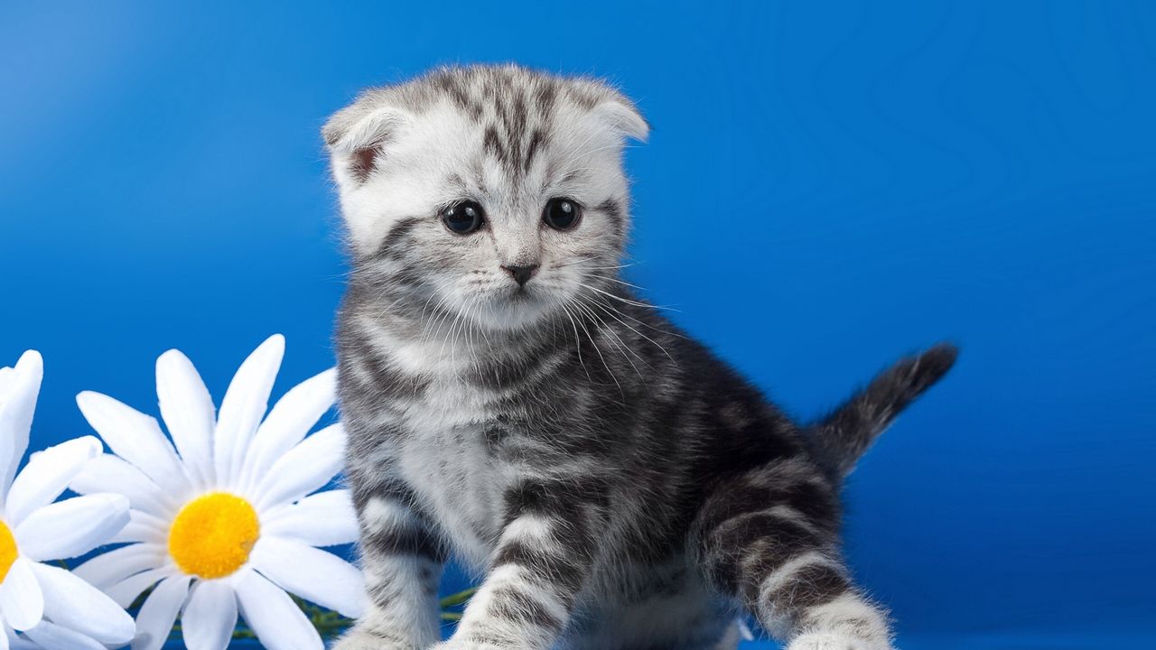 Обои котенок, полосатый, цветок, ромашка
