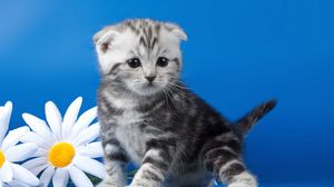 Превью обои котенок, полосатый, цветок, ромашка