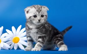 Превью обои котенок, полосатый, цветок, ромашка