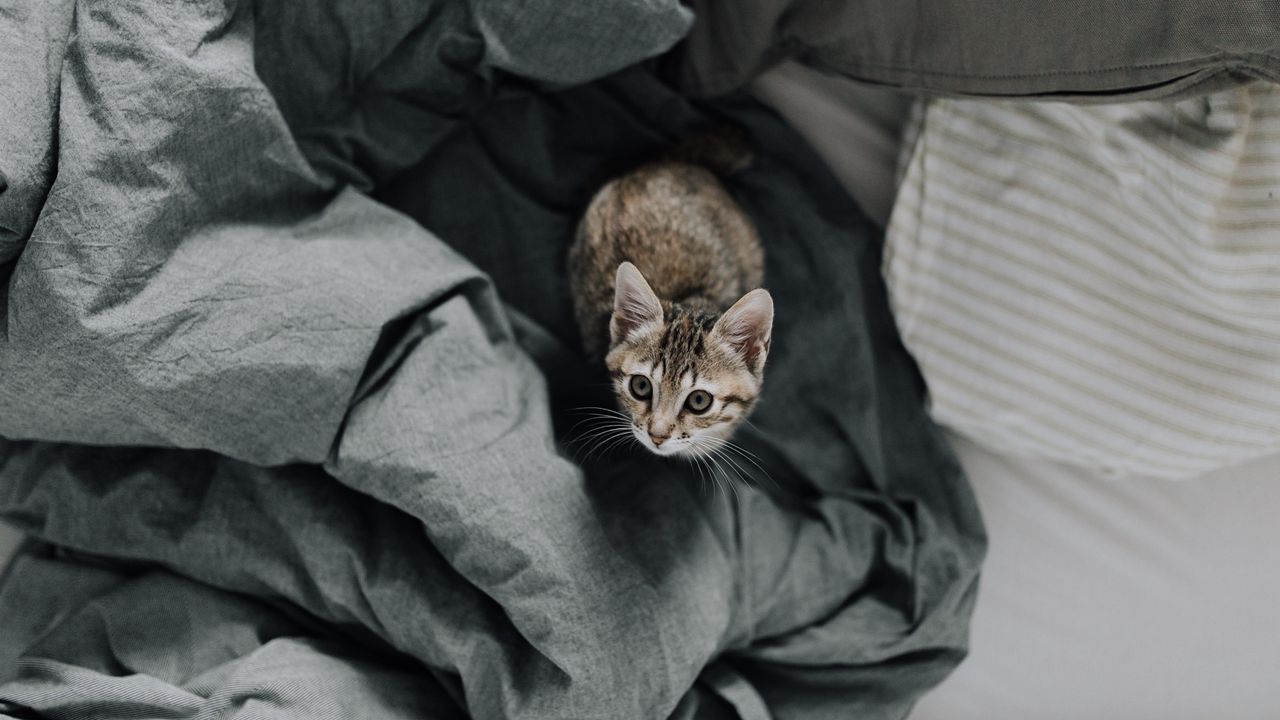 Обои котенок, постель, кот, взгляд