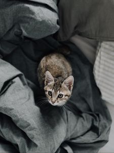 Превью обои котенок, постель, кот, взгляд