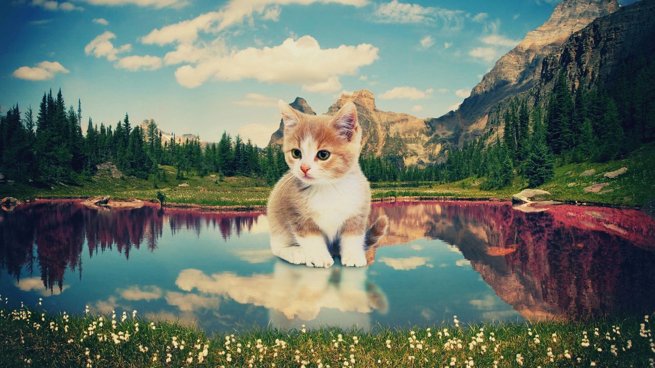 Обои котенок, природа, озеро, фотошоп