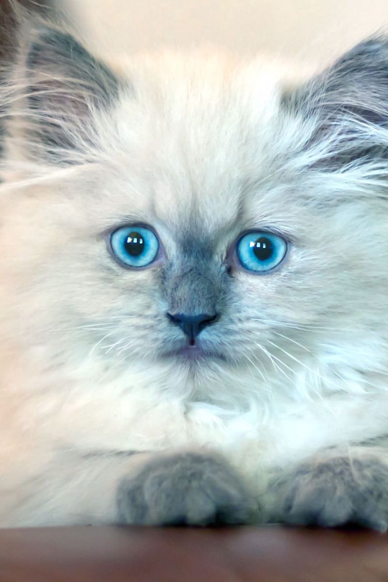 Пушистая кошка с голубыми глазами