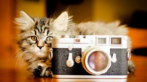 Превью обои котенок, пушистый, игривый, фотоаппарат