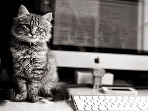 Превью обои котенок, пушистый, компьютер, стол