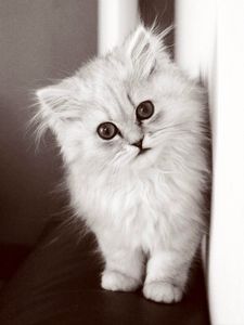 Превью обои котенок, пушистый, кот, чб