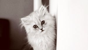 Превью обои котенок, пушистый, кот, чб