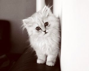Превью обои котенок, пушистый, кот, чб