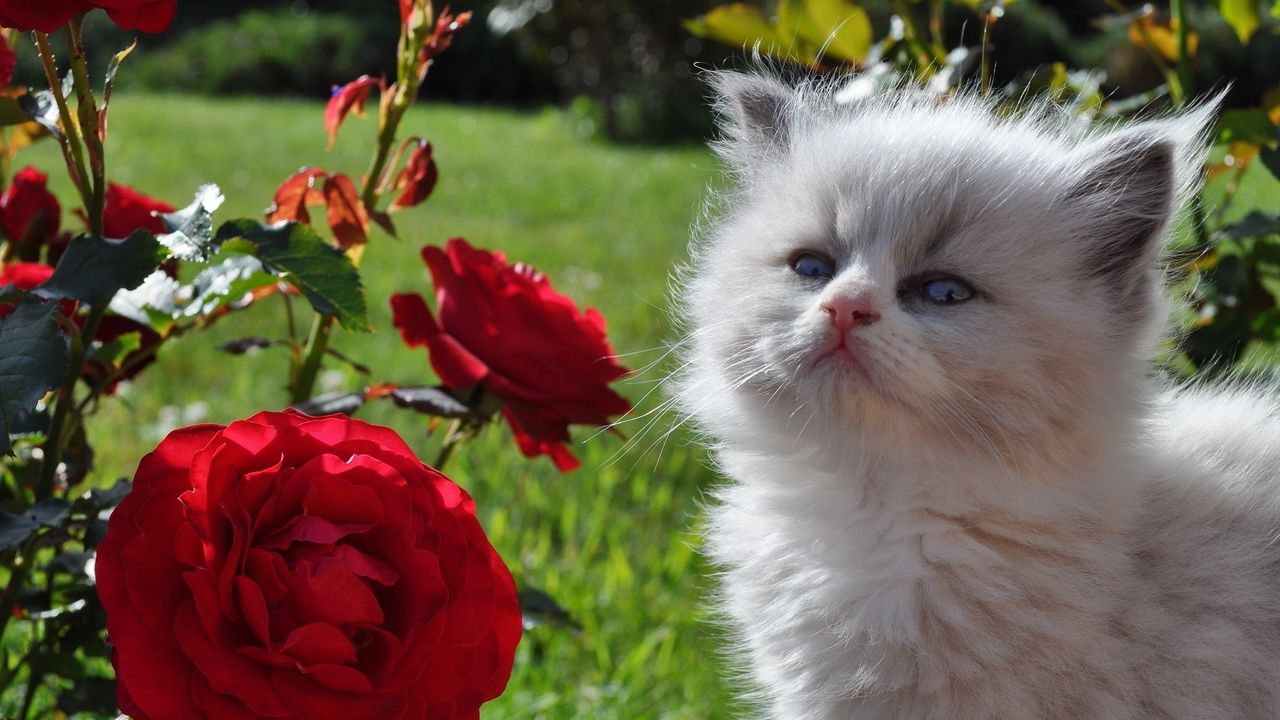 Обои котенок, пушистый, морда, роза, трава, взгляд