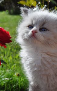 Превью обои котенок, пушистый, морда, роза, трава, взгляд