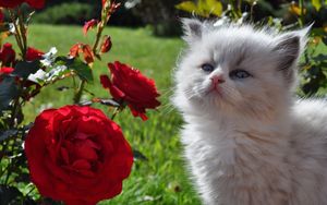 Превью обои котенок, пушистый, морда, роза, трава, взгляд