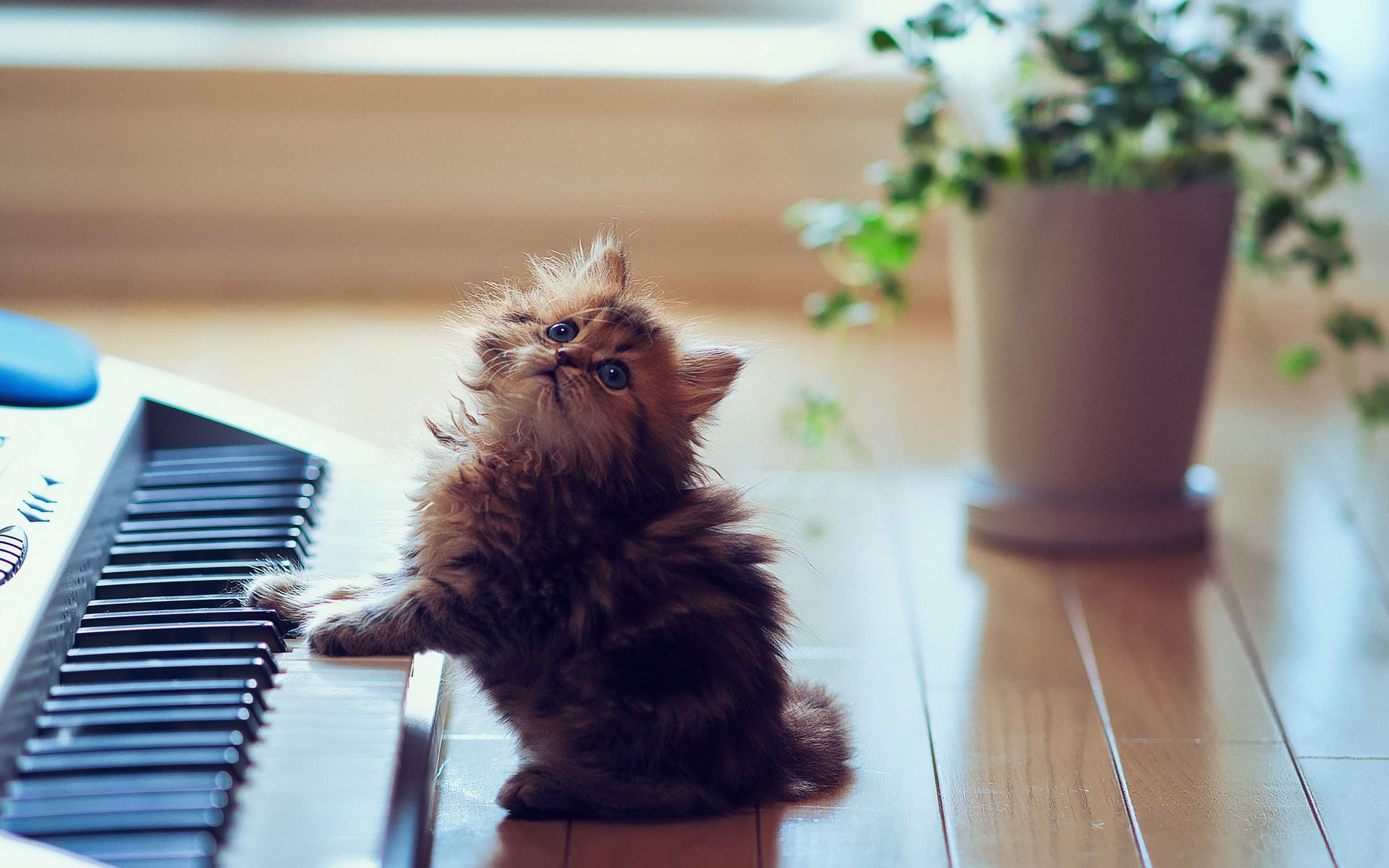 Котята кошки поют. Милые кошки. Картинки котят. Обои на рабочий стол котята. Милые котики на рабочий стол.