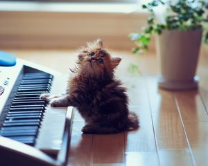 Превью обои котенок, пушистый, пол, клавиши, синтезатор, сидеть, игривый