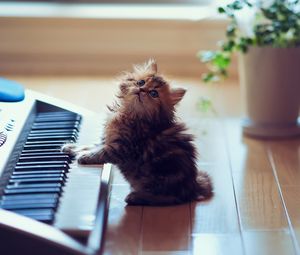 Превью обои котенок, пушистый, пол, клавиши, синтезатор, сидеть, игривый