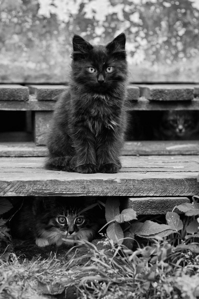 черно белые котики фото