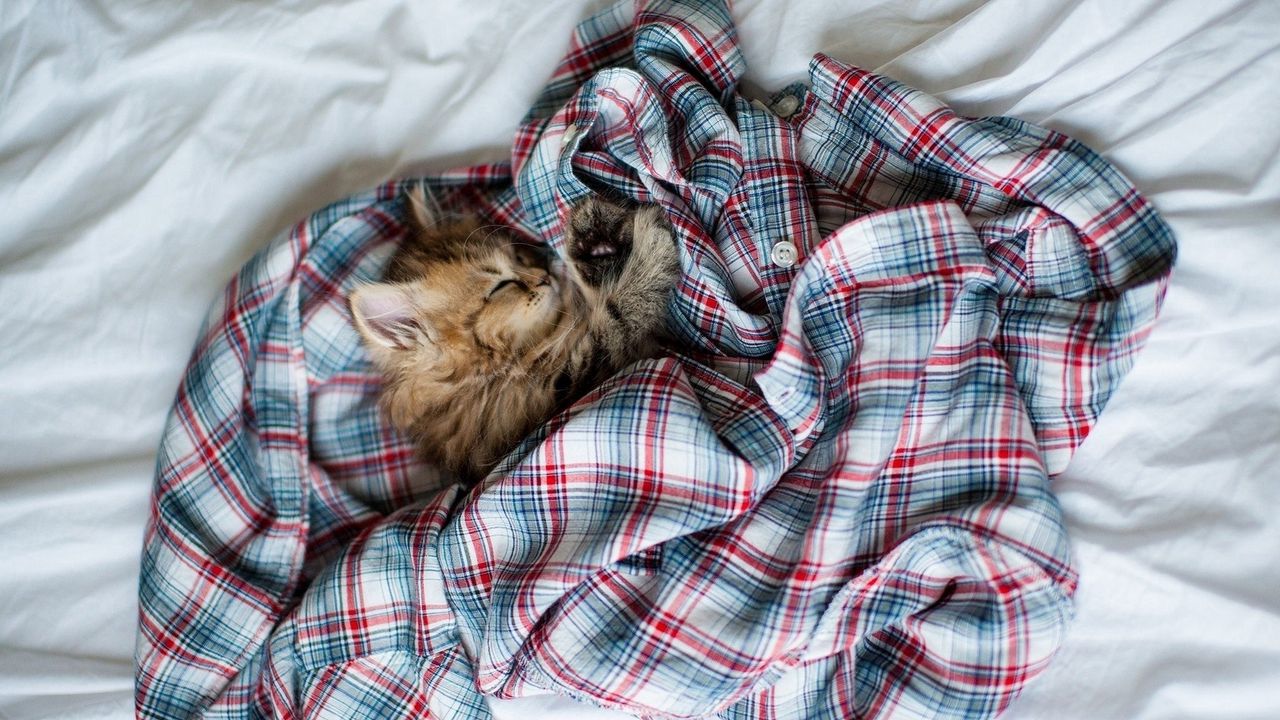 Обои котенок, пушистый, сон, рубашка, постель