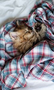 Превью обои котенок, пушистый, сон, рубашка, постель