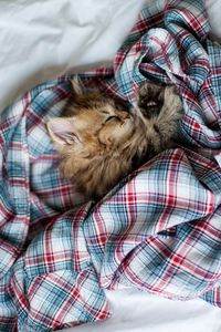 Превью обои котенок, пушистый, сон, рубашка, постель