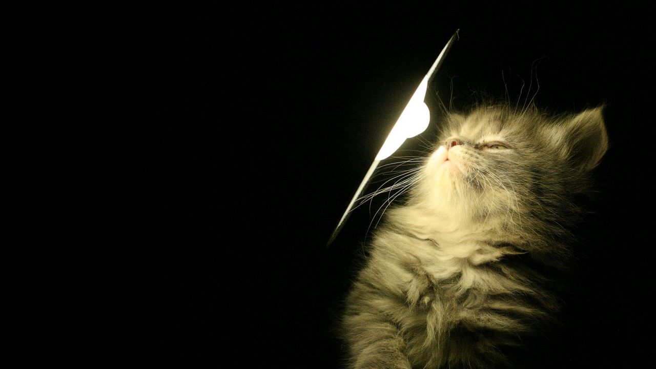 Обои котенок, пушистый, свет, лампа