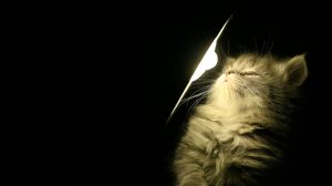 Превью обои котенок, пушистый, свет, лампа