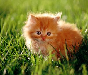Превью обои котенок, пушистый, трава, солнечный свет