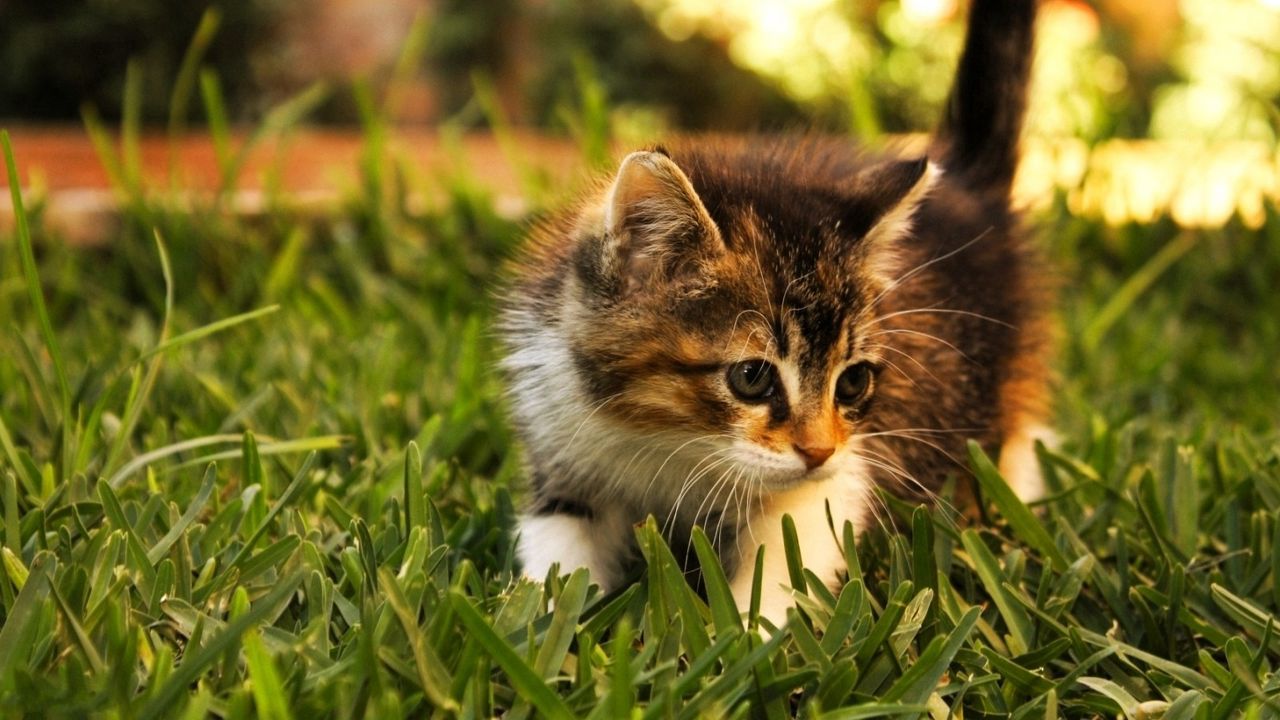 Обои котенок, пушистый, трава, солнечный свет