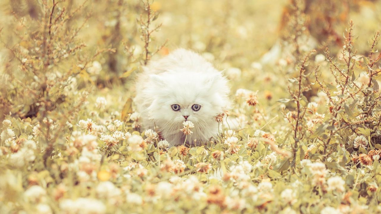 Обои котенок, пушистый, трава, цветы, бежать