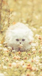Превью обои котенок, пушистый, трава, цветы, бежать