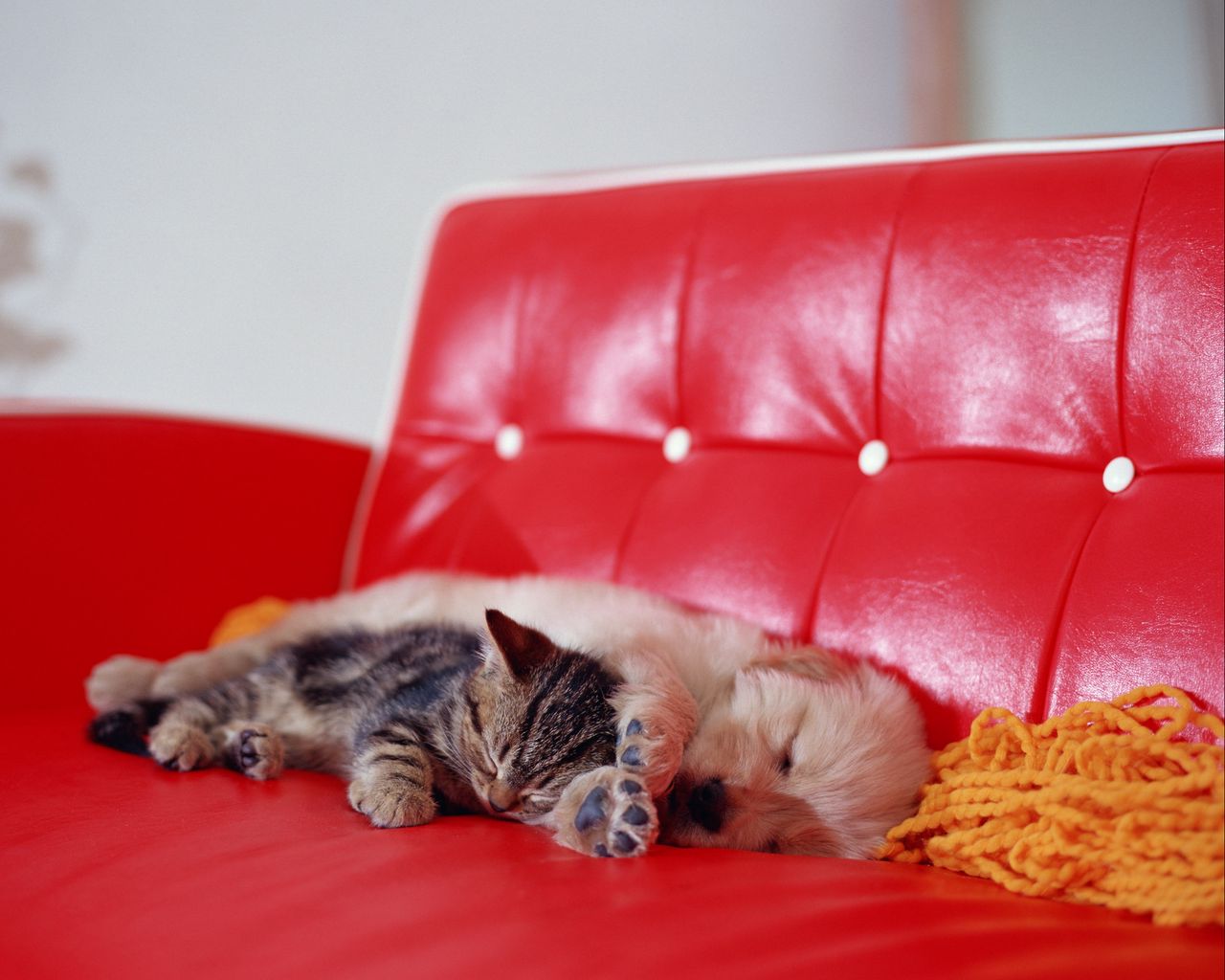 Надо спать диваны. Кот на диване. Котенок на диване. Кот лежит на диване.